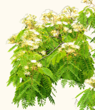 Albizzia lebbock